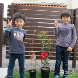 東京都小平市もみじ（カエデ）と四季咲きモクセイの植樹風景