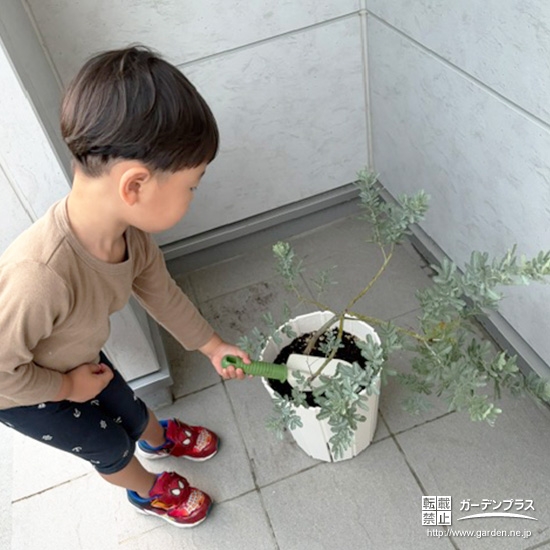 記念樹ミモザの植樹の様子②