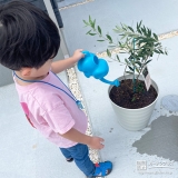 記念樹オリーブに水やりをする様子②