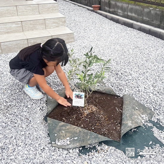 記念樹オリーブの植樹の様子