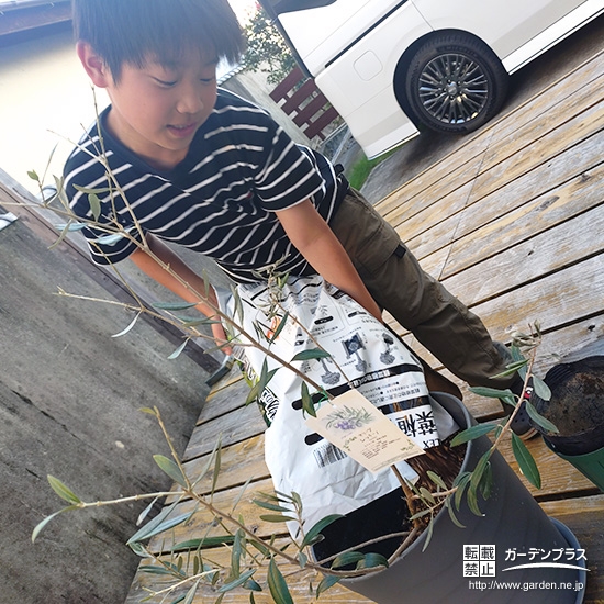 記念樹オリーブの植樹の様子