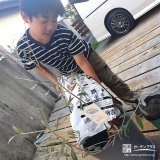 記念樹オリーブの植樹の様子