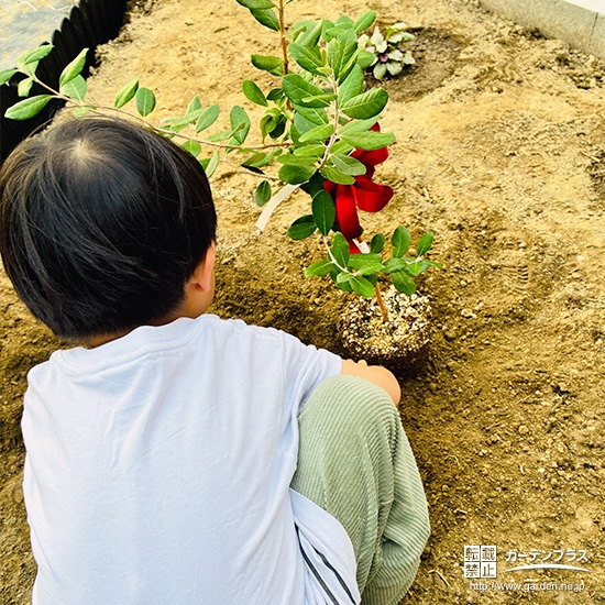 記念樹フェイジョアの植樹の様子