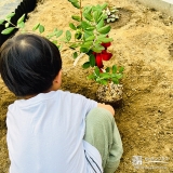 記念樹フェイジョアの植樹の様子