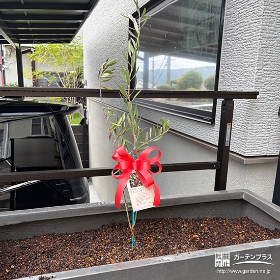 植樹したオリーブ