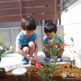 茨城県取手市オリーブの植樹風景