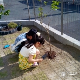 福岡県中間市カラタネオガタマとライラックの植樹風景