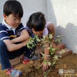 千葉県四街道市ジューンベリーとオリーブの植樹風景