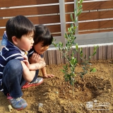 千葉県四街道市ジューンベリーとオリーブの植樹風景