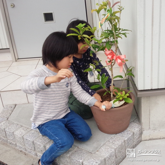 埼玉県上尾市四季咲きモクセイとオリーブの植樹風景