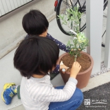 埼玉県上尾市四季咲きモクセイとオリーブの植樹風景