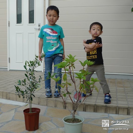 東京都中野区西洋シャクナゲとオリーブの植樹風景