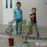 東京都中野区西洋シャクナゲとオリーブの植樹風景