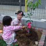 大阪府吹田市もみじ（カエデ）とレモンの植樹風景