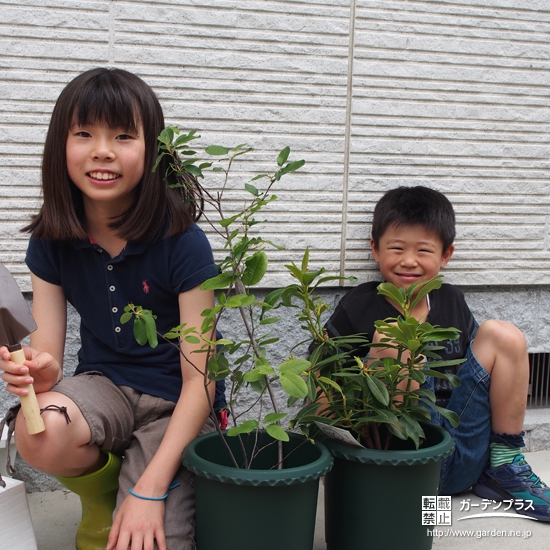 埼玉県さいたま市浦和区ジューンベリーと西洋シャクナゲの植樹風景