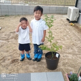 広島県福山市もみじ（カエデ）とツバキの植樹風景