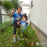 東京都狛江市月桂樹（ローリエ）とライラックの植樹風景