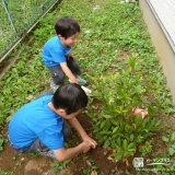 東京都狛江市月桂樹（ローリエ）とライラックの植樹風景