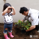 埼玉県八潮市西洋シャクナゲの植樹風景