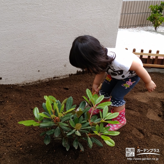 埼玉県八潮市西洋シャクナゲの植樹風景