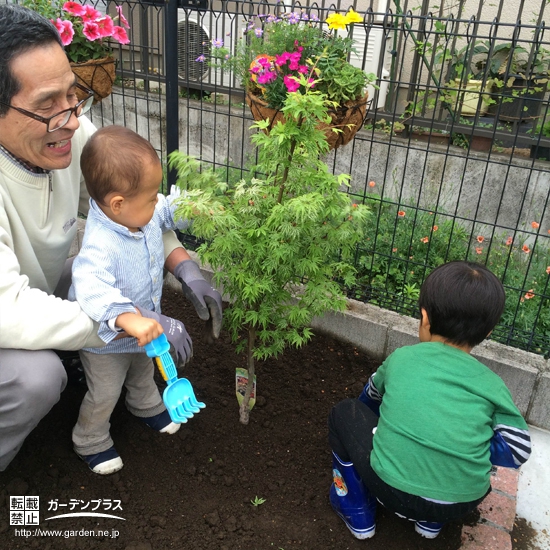 埼玉県北本市もみじ（カエデ）と月桂樹（ローリエ）の植樹風景