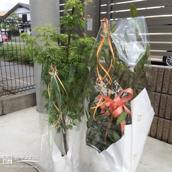 埼玉県北本市もみじ（カエデ）と月桂樹（ローリエ）の植樹風景