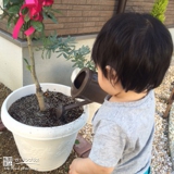 兵庫県神戸市北区ミモザとキンカンの植樹風景