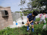 千葉県中津市キンカンとオリーブの植樹風景