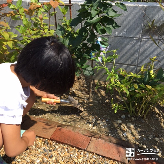 奈良県奈良市西洋シャクナゲとセイヨウニンジンボクの植樹風景