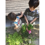 福岡県福岡市西区月桂樹（ローリエ）とレモンの植樹風景