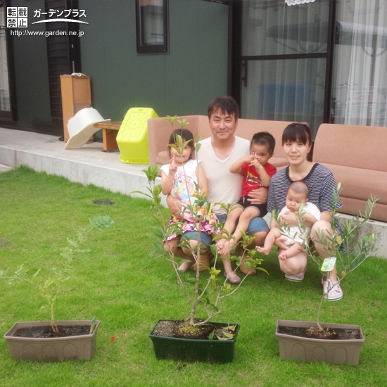 大分県大分市四季咲きモクセイとミモザとオリーブの植樹風景