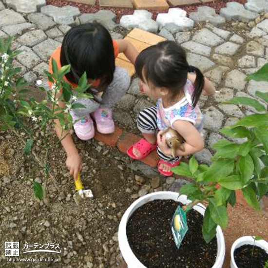 山形県新庄市レモンとキンカンの植樹風景