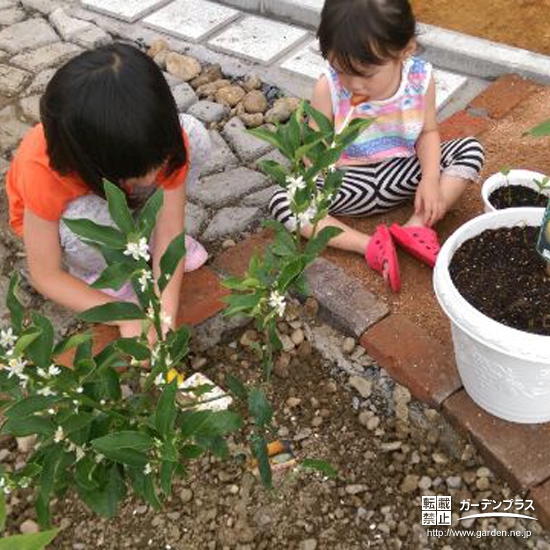 山形県新庄市レモンとキンカンの植樹風景