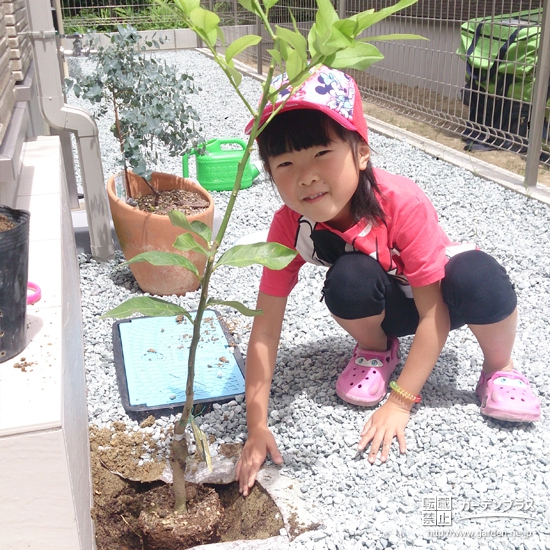 宮城県仙台市太白区ジューンベリーとレモンの植樹風景