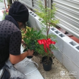 愛知県名古屋市もみじ（カエデ）と西洋シャクナゲの植樹風景