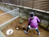 埼玉県蕨市コデマリとオリーブの植樹風景