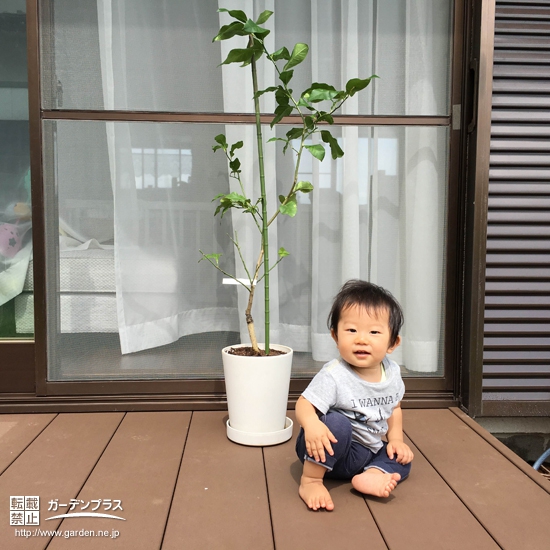 東京都八王子市レモンの植樹風景