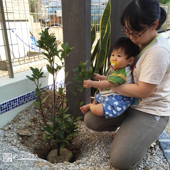 佐賀県唐津市月桂樹（ローリエ）の植樹風景