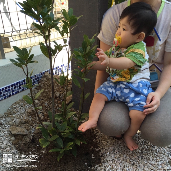 佐賀県唐津市月桂樹（ローリエ）の植樹風景