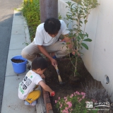 兵庫県宝塚市クリとキンモクセイの植樹風景