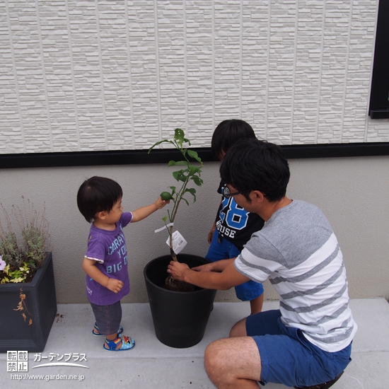愛知県名古屋市天白区オリーブとレモンの植樹風景