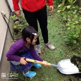 東京都杉並区レモンの植樹風景