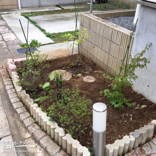 千葉県市原市ジューンベリーともみじ（カエデ）の植樹風景