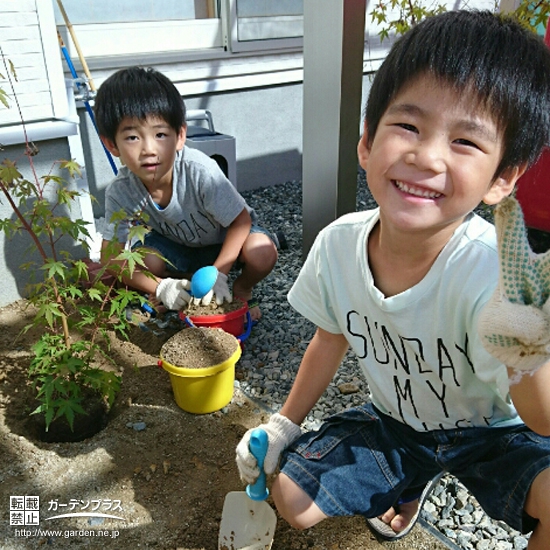 福岡県糟屋郡もみじ（カエデ）の植樹風景