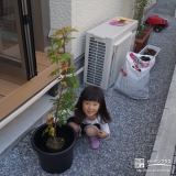 東京都町田市もみじ（カエデ）の植樹風景