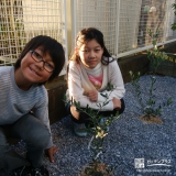 千葉県印西市オリーブの植樹風景