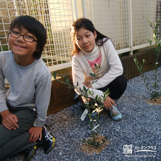 千葉県印西市オリーブの植樹風景