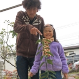 群馬県高崎市レモンの植樹風景