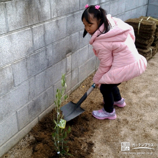 大阪府寝屋川市オリーブの植樹風景