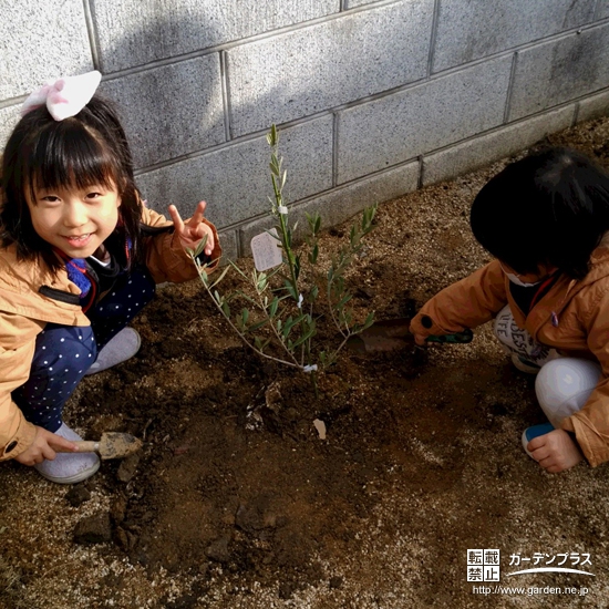 大阪府寝屋川市オリーブの植樹風景